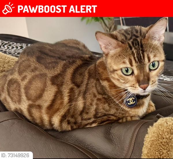 Lost Female Cat last seen 31st & Manhattan, Manhattan Beach, CA 90266