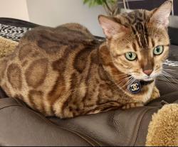 Lost Female Cat last seen 31st & Manhattan, Manhattan Beach, CA 90266