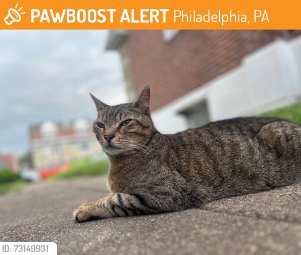 Found/Stray Unknown Cat last seen ryan ave and sandyford, Philadelphia, PA 19152