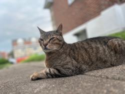 Found/Stray Unknown Cat last seen ryan ave and sandyford, Philadelphia, PA 19152