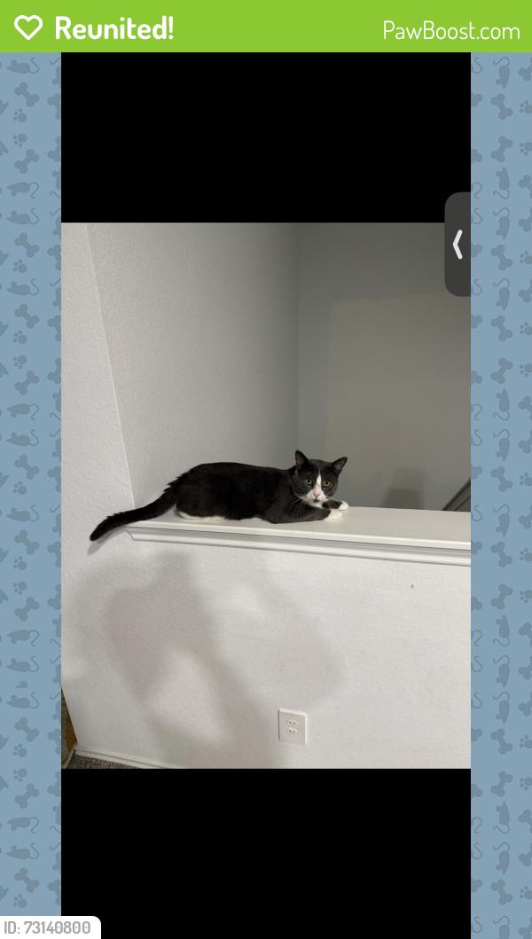 Reunited Male Cat last seen Near Vincent Rose, Katy, TX 77449