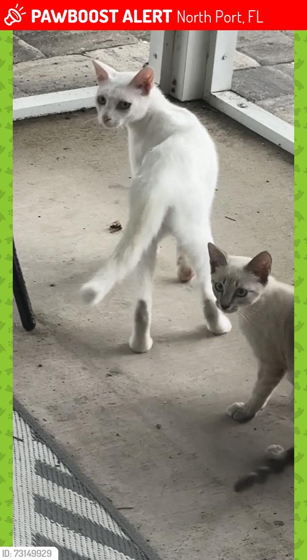 Lost Female Cat last seen San Mateo, North Port, FL 34288