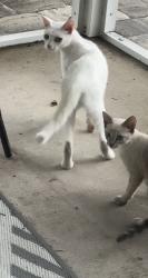Lost Female Cat last seen San Mateo, North Port, FL 34288