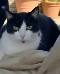 Reunited Male Cat last seen Rt 3A. Near the Nailery, Kingston, MA 02364