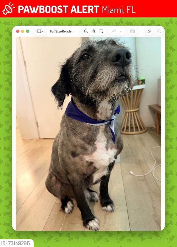 Lost Male Dog last seen Near SW 16th Street, Miami, FL 33145, Miami, FL 33145
