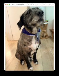 Lost Male Dog last seen Near SW 16th Street, Miami, FL 33145, Miami, FL 33145