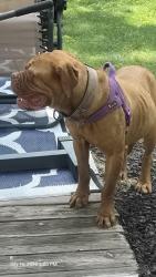 Found/Stray Female Dog last seen Near sunbird cir, Indianapolis, IN 46231