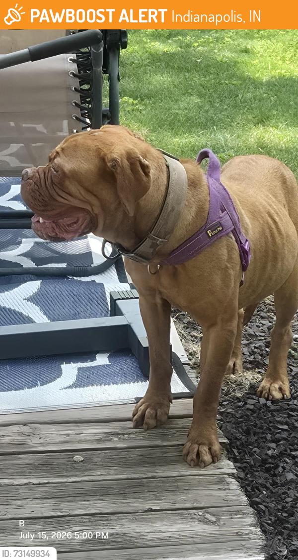 Found/Stray Female Dog last seen Near sunbird cir, Indianapolis, IN 46231