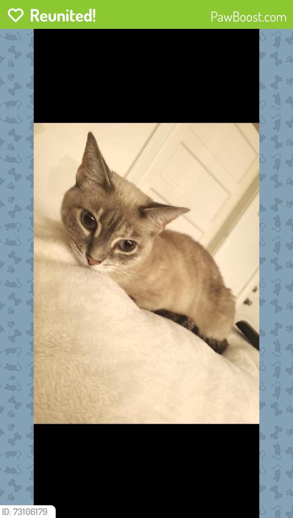Reunited Female Cat last seen Merlin ct, Worcester, MA 01602