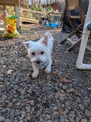 Reunited Male Dog last seen N/a, Ocoee, TN 37361