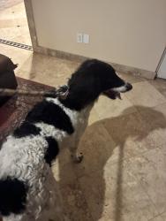Found/Stray Male Dog last seen 20th and Greenway, Phoenix, AZ 85022