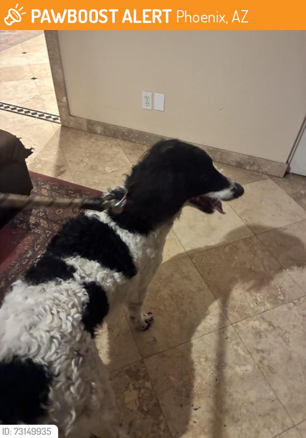 Found/Stray Male Dog last seen 20th and Greenway, Phoenix, AZ 85022
