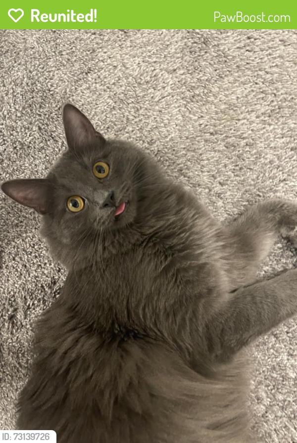 Reunited Male Cat last seen Normandy Oaks Park, Royal Oak, MI 48073