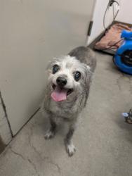 Shelter Stray Male Dog last seen , 4000 N Silverbell Rd, Tucson, AZ 85745, USA