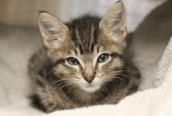 Shelter Stray Female Cat last seen , 4000 N Silverbell Rd, Tucson, AZ 85745, USA
