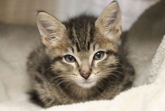 Shelter Stray Female Cat last seen , 4000 N Silverbell Rd, Tucson, AZ 85745, USA