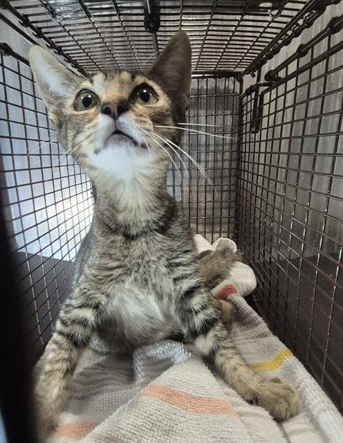 Shelter Stray Female Cat last seen Near BLOCK ALHAVEN, 4710 TX-151, San Antonio, TX 78227, USA