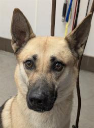 Shelter Stray Female Dog last seen , 4000 N Silverbell Rd, Tucson, AZ 85745, USA