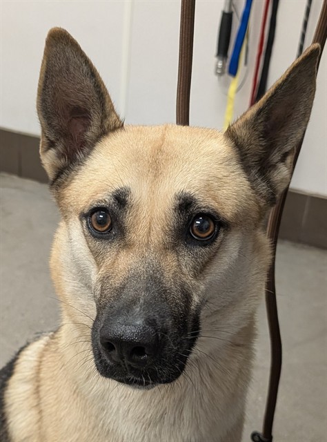 Shelter Stray Female Dog last seen , 4000 N Silverbell Rd, Tucson, AZ 85745, USA