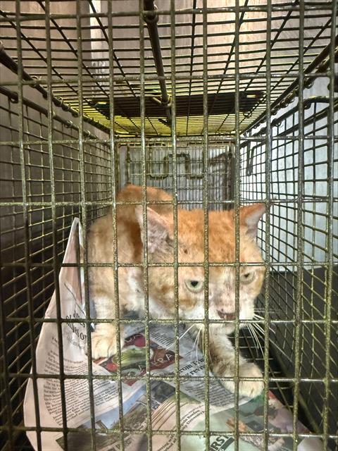 Shelter Stray Male Cat last seen PECAN GROVE, 4710 TX-151, San Antonio, TX 78227, USA