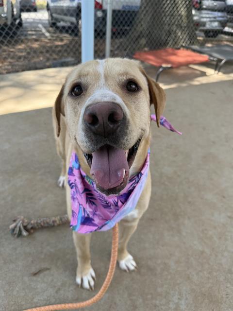 Shelter Stray Female Dog last seen CHARLOTTE, 8315 Byrum Dr, Charlotte, NC 28217, USA