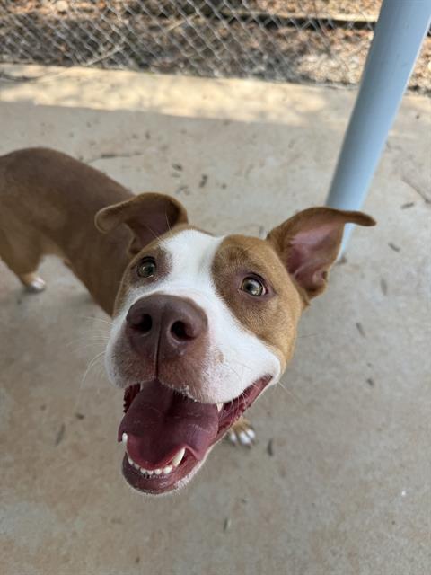 Shelter Stray Female Dog last seen CHARLOTTE, 8315 Byrum Dr, Charlotte, NC 28217, USA