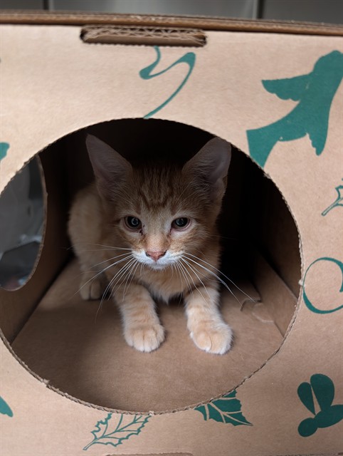 Shelter Stray Male Cat last seen POE, 10521 Baur Blvd, Olivette, MO 63132, USA
