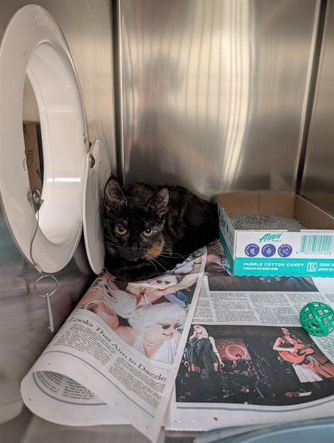 Shelter Stray Female Cat last seen POE, 10521 Baur Blvd, Olivette, MO 63132, USA