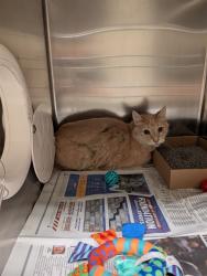 Shelter Stray Male Cat last seen POE, 10521 Baur Blvd, Olivette, MO 63132, USA