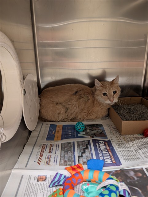 Shelter Stray Male Cat last seen POE, 10521 Baur Blvd, Olivette, MO 63132, USA