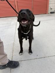 Shelter Stray Male Dog last seen Near BLOCK W 2320 S, WEST VALLEY CITY UT 84119, 4522 W 3500 S, West Valley City, UT 84120, USA