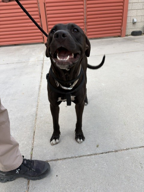 Shelter Stray Male Dog last seen Near BLOCK W 2320 S, WEST VALLEY CITY UT 84119, 4522 W 3500 S, West Valley City, UT 84120, USA