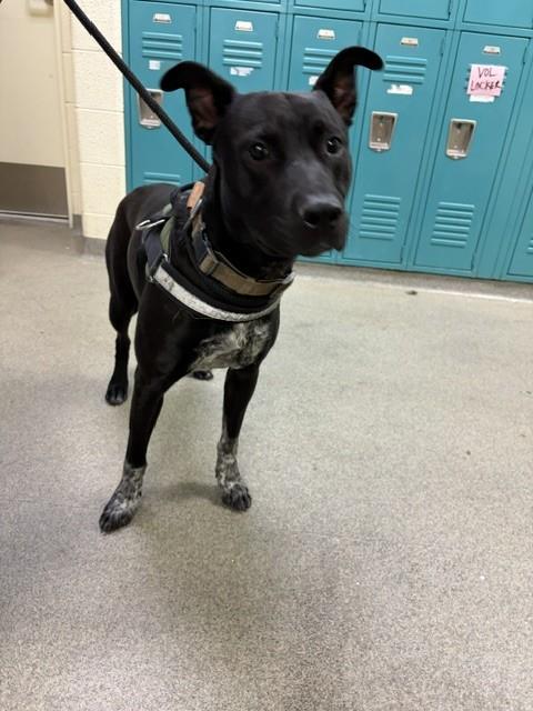 Shelter Stray Male Dog last seen Near BLOCK W 2320 S, WEST VALLEY CITY UT 84119, 4522 W 3500 S, West Valley City, UT 84120, USA