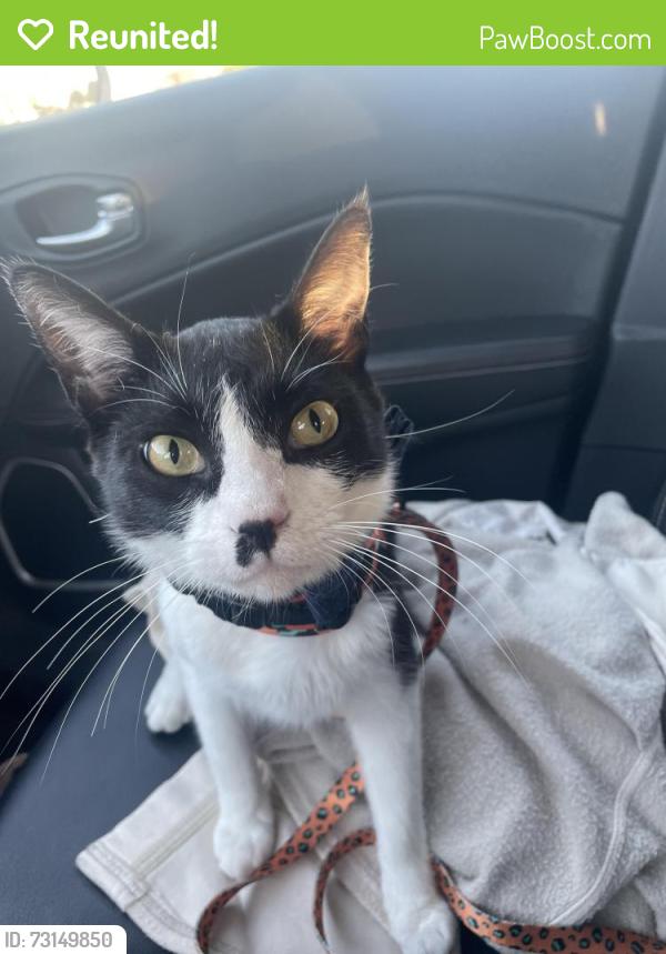 Reunited Male Cat last seen Cornerstone ranch apmts, Katy, TX 77450