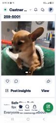Reunited Female Dog last seen Belinda Ann & Stahala, El Paso, TX 79924