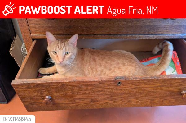 Lost Male Cat last seen Agua Fria Park Rd and Camino Calvario, Agua Fria, NM 87507