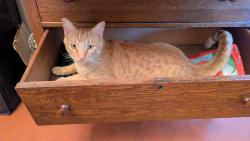 Lost Male Cat last seen Agua Fria Park Rd and Camino Calvario, Agua Fria, NM 87507