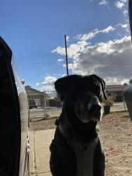 Reunited Male Dog last seen Whittier, Hemet, CA 92544
