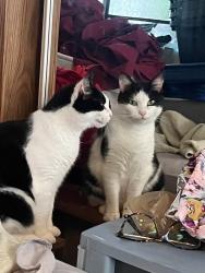 Lost Female Cat last seen W Acadia Ave, Winston-Salem, NC 27127