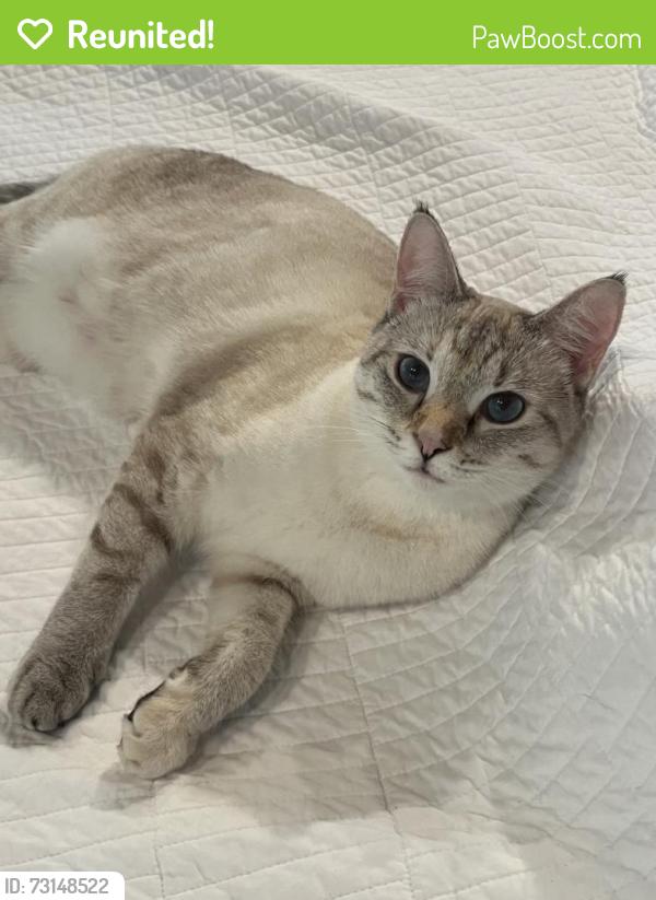 Reunited Female Cat last seen Canard rd, Rome, GA 30161