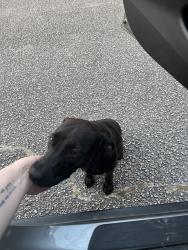 Found/Stray Male Dog last seen Reggie Ct. spring lake, Spring Lake, NC 28390