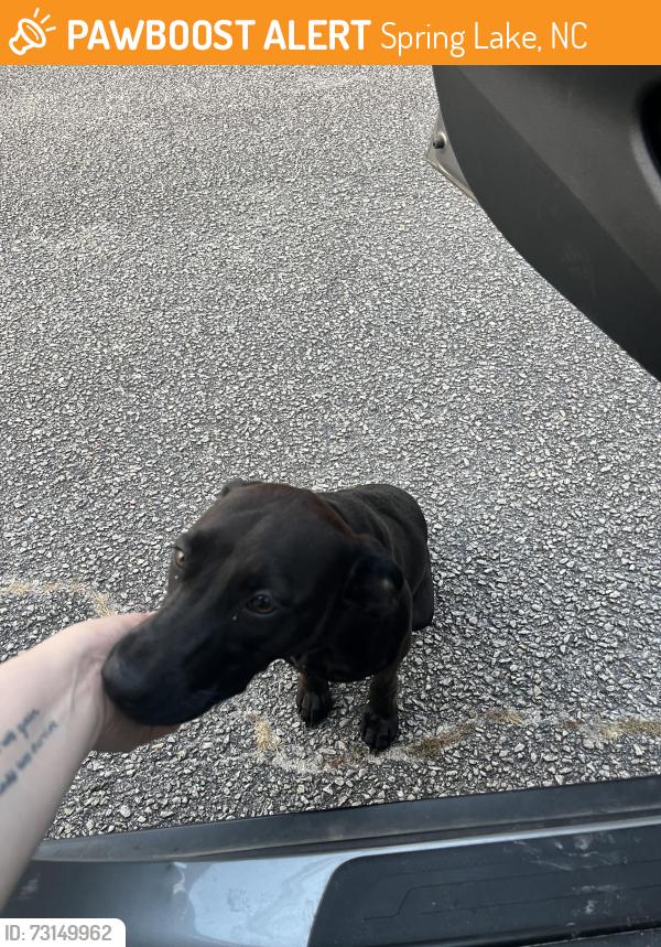Found/Stray Male Dog last seen Reggie Ct. spring lake, Spring Lake, NC 28390