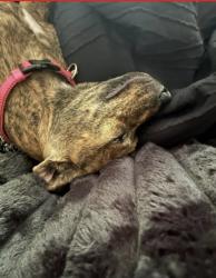 Lost Female Dog last seen Minnehaha and forst, Saint Paul, MN 55101