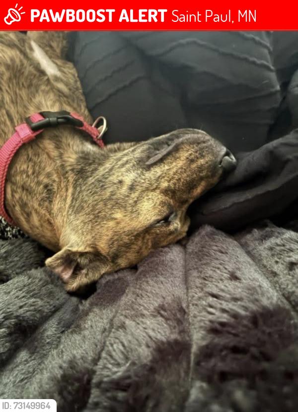Lost Female Dog last seen Minnehaha and forst, Saint Paul, MN 55101
