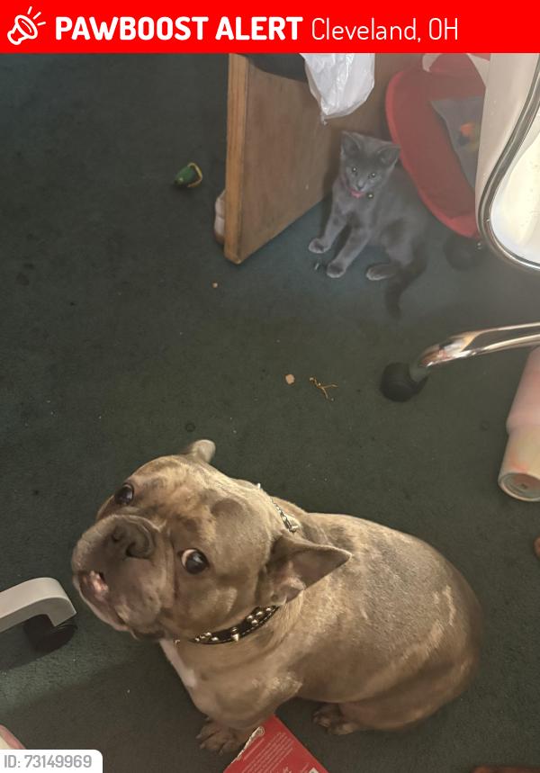 Lost Male Dog last seen Cherokee Ave, Cleveland, OH 44119