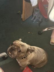 Lost Male Dog last seen Cherokee Ave, Cleveland, OH 44119