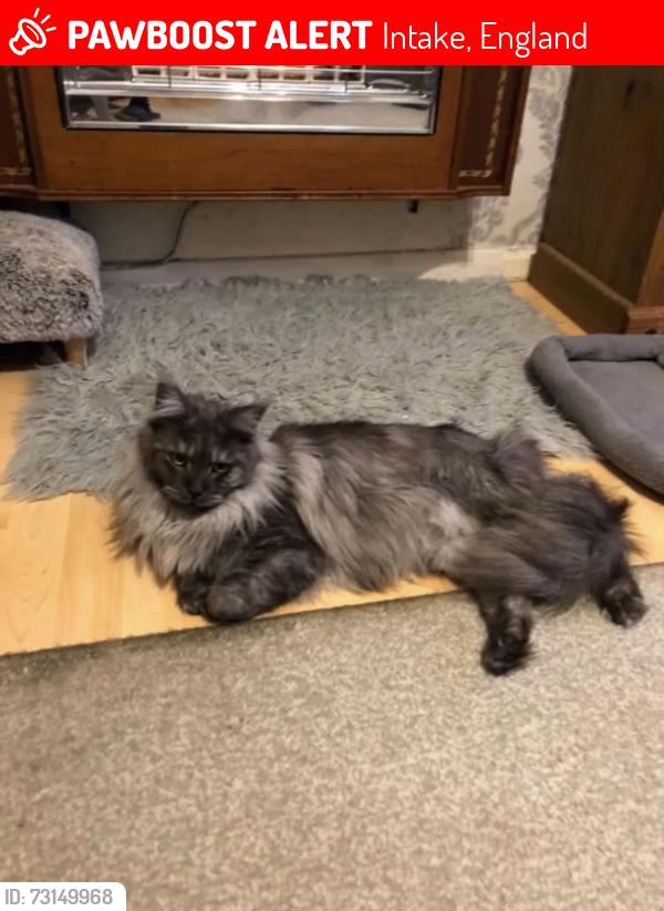 Lost Female Cat last seen Doncaster racecourse, Intake, England 