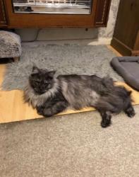 Lost Female Cat last seen Doncaster racecourse, Intake, England 