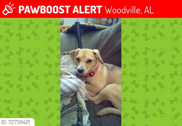 Lost Female Dog last seen Coladge st, Woodville, AL 35776