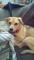Lost Female Dog last seen Coladge st, Woodville, AL 35776